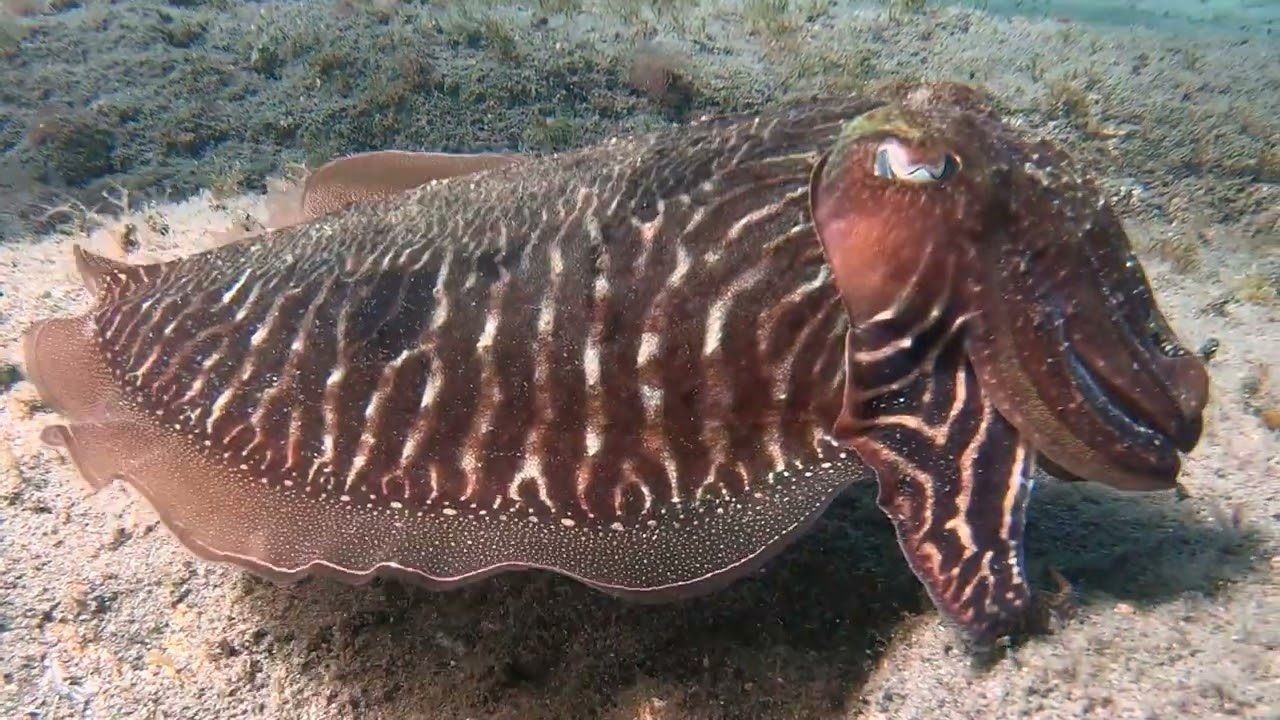 snorkeling Medio Almud Gran Canaria