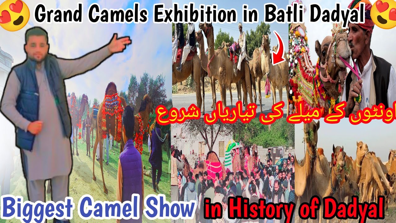 ||Biggest😍Camel Show in Batli Dadyal Ajk||Preparations begin✅ for Famous Camel's Fair||