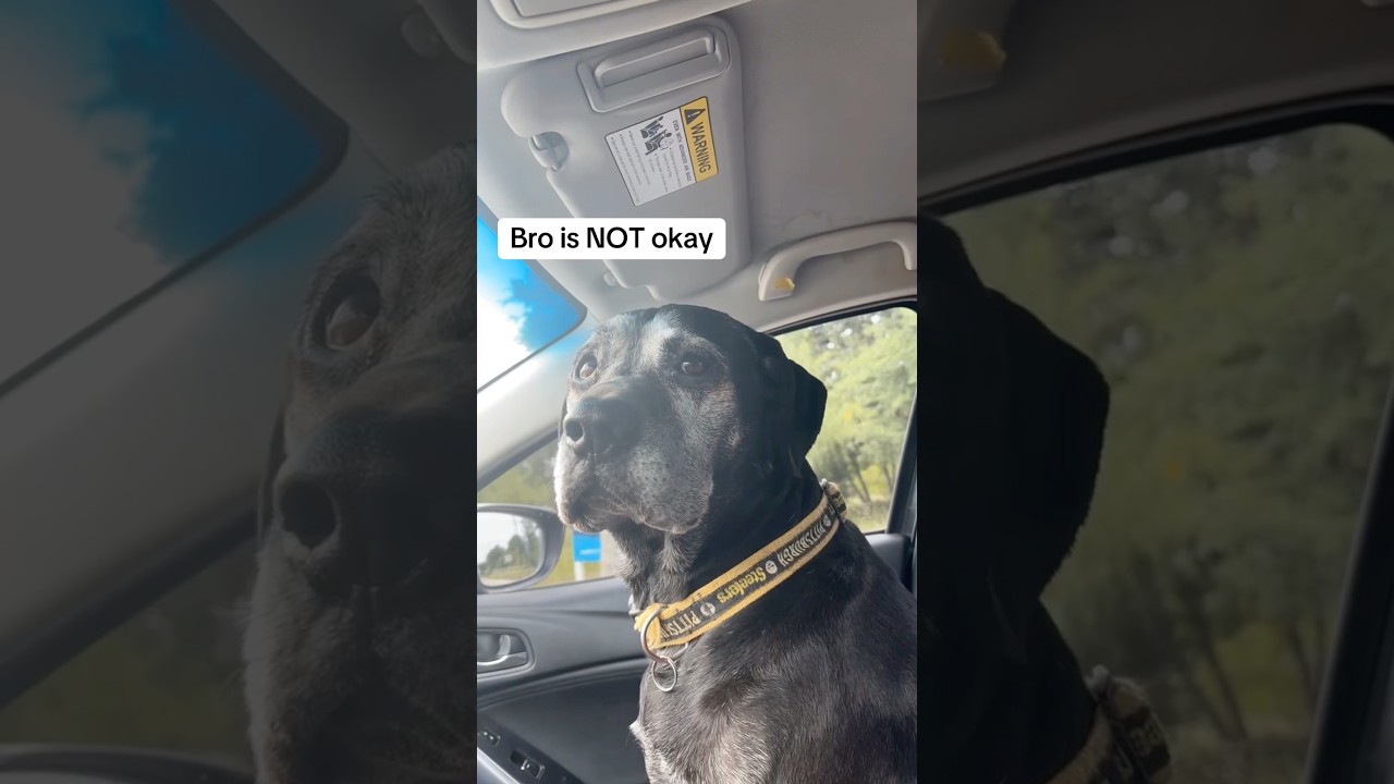 Why is my dog scared of... literally everything? 😭