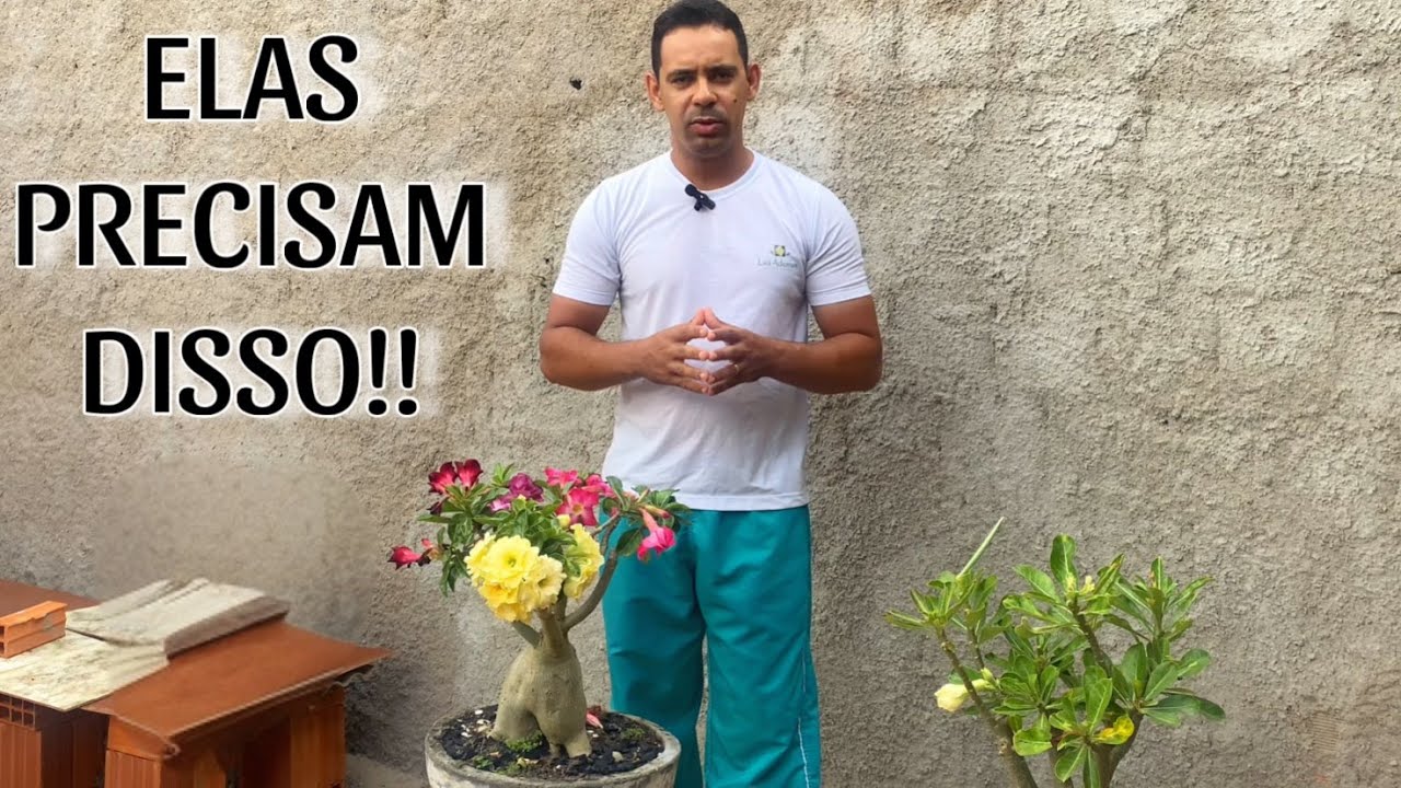 ✔️QUAL O AMBIENTE PERFEITO PARA AS ROSAS DO DESERTO?