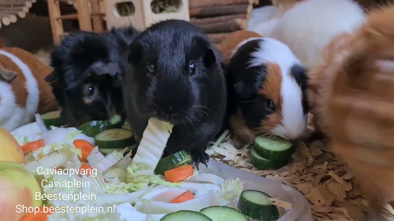 7 september: afternoon snack for the Girls! 