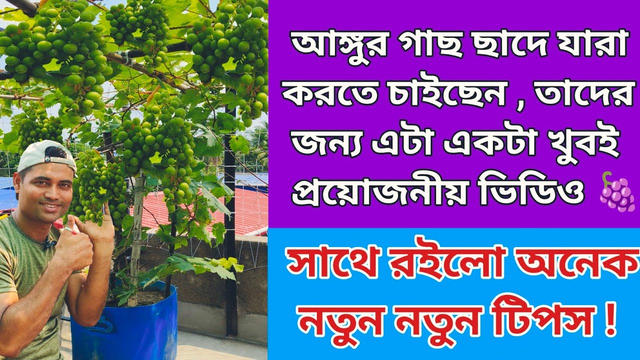 আঙ্গুর গাছের পরিচর্যা // How to grow and care grapes plant .