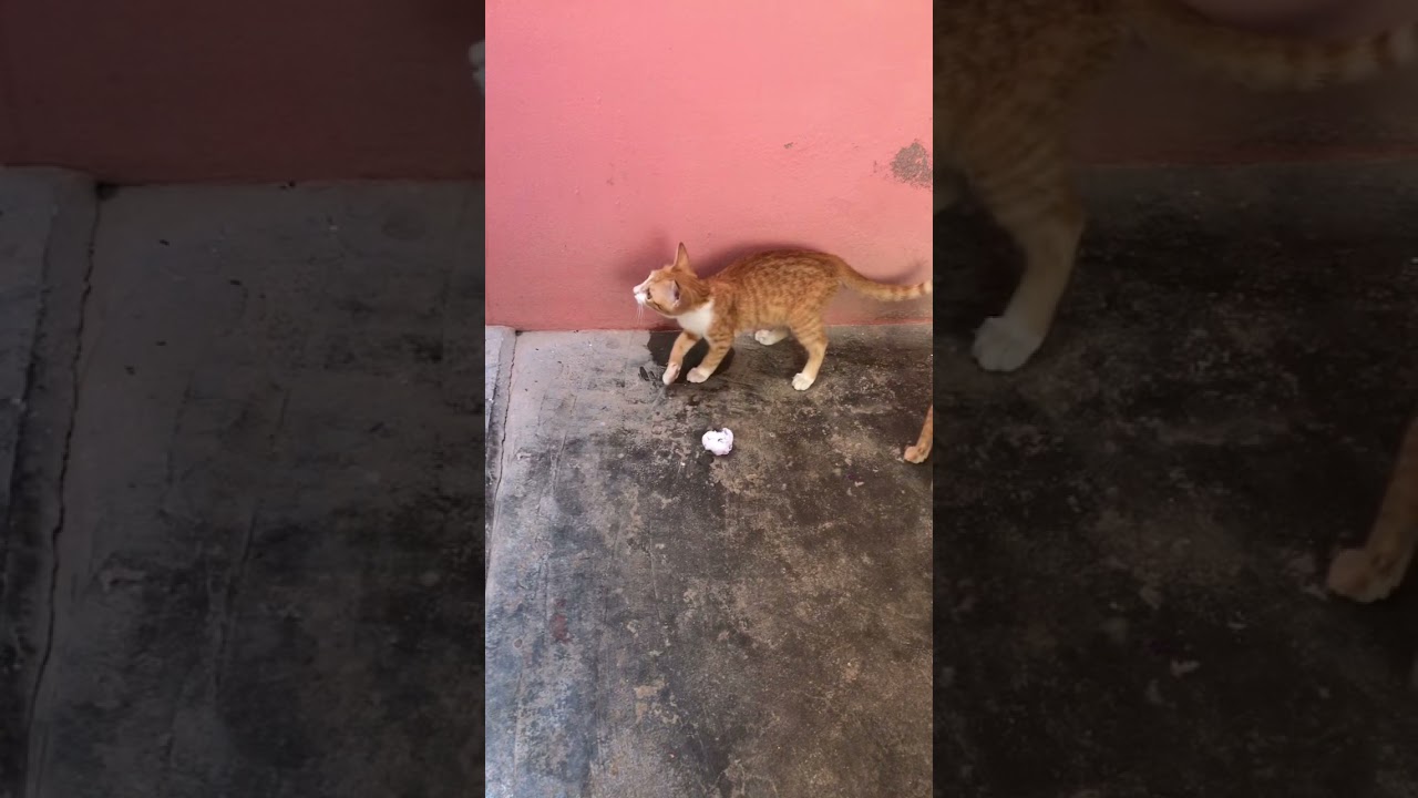 Cat kitten playing with paper ball | best moment cat lovers WhatsApp status