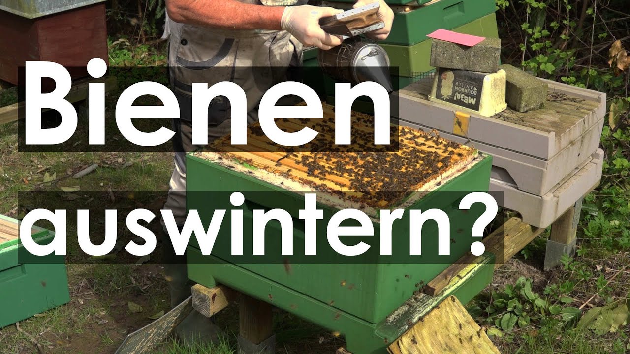 Bienen auswintern, aber wie? Bitte lasst diesen Unfug!