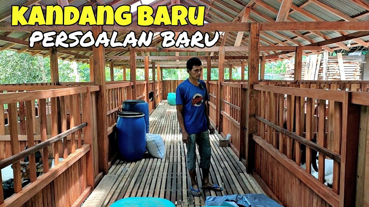 KANDANG BARU KAMBING BARU PASTI ADA MASALAH BARU