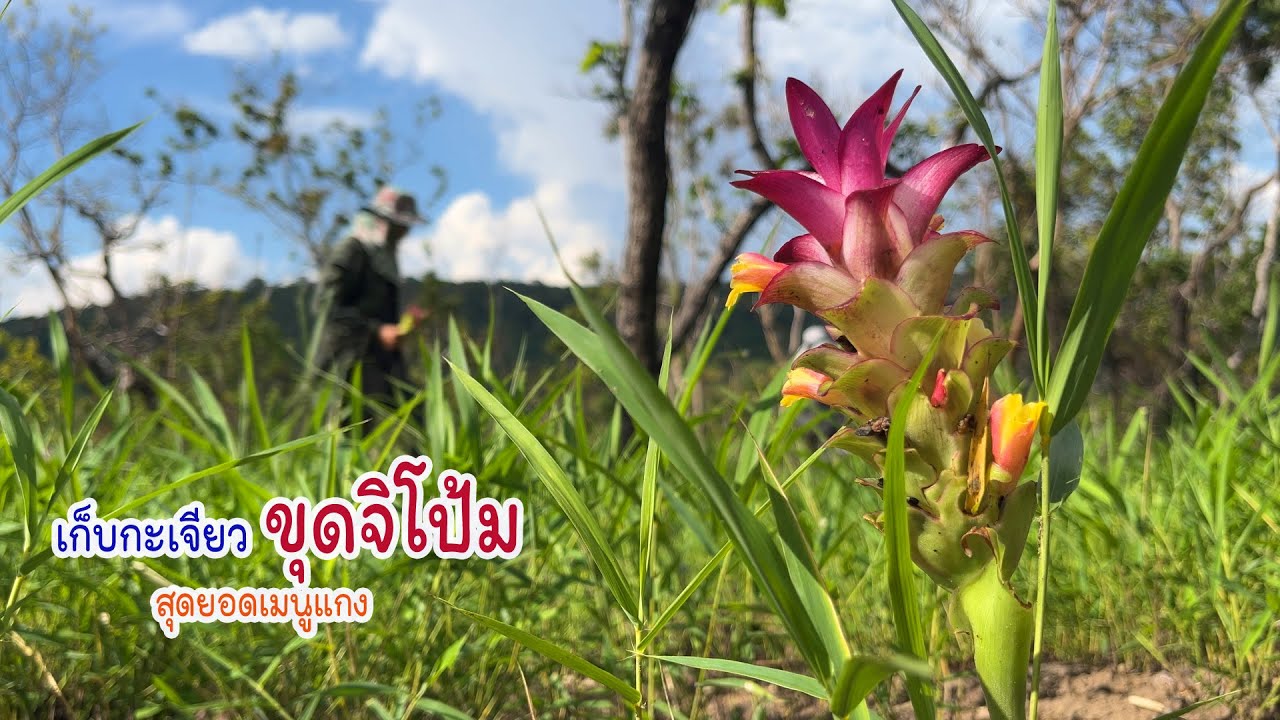 สุดยอดเมนู แกงหน้อไม้ใส่กะเจียวจิโป้ม
