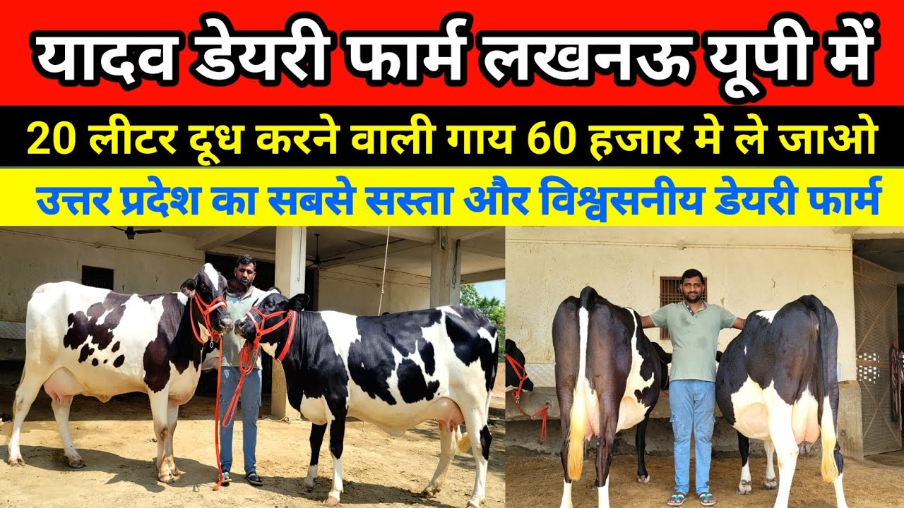 देखिए यादव डेयरी फार्म पर दुधारू गाय का भारी-भरकम लाट उपलब्ध || yadav dairy farm lucknow 