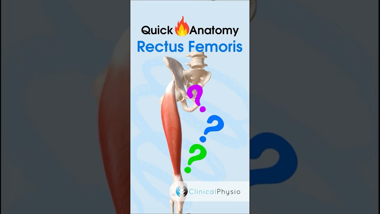 Rectus Femoris Anatomy #physicaltherapy #physiotherapy #anatomy #lowerlimbanatomy #quadriceps