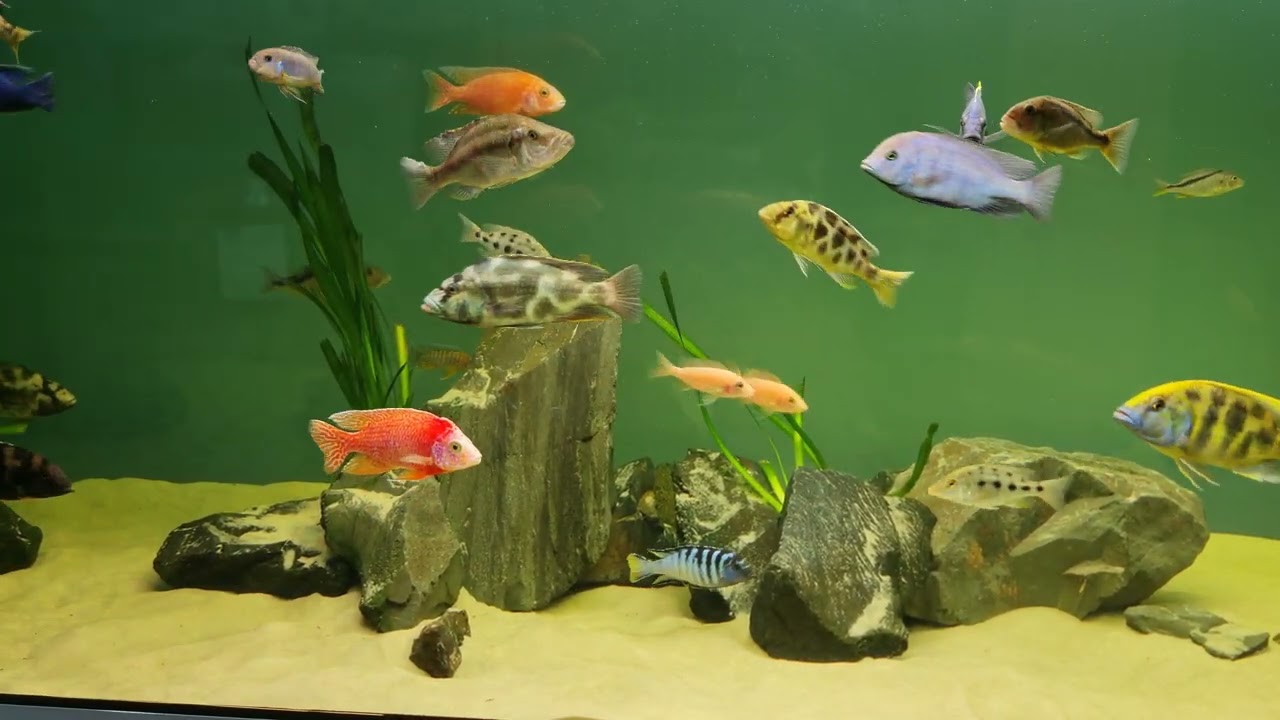 malawi tank 1200l, 25.08.2022