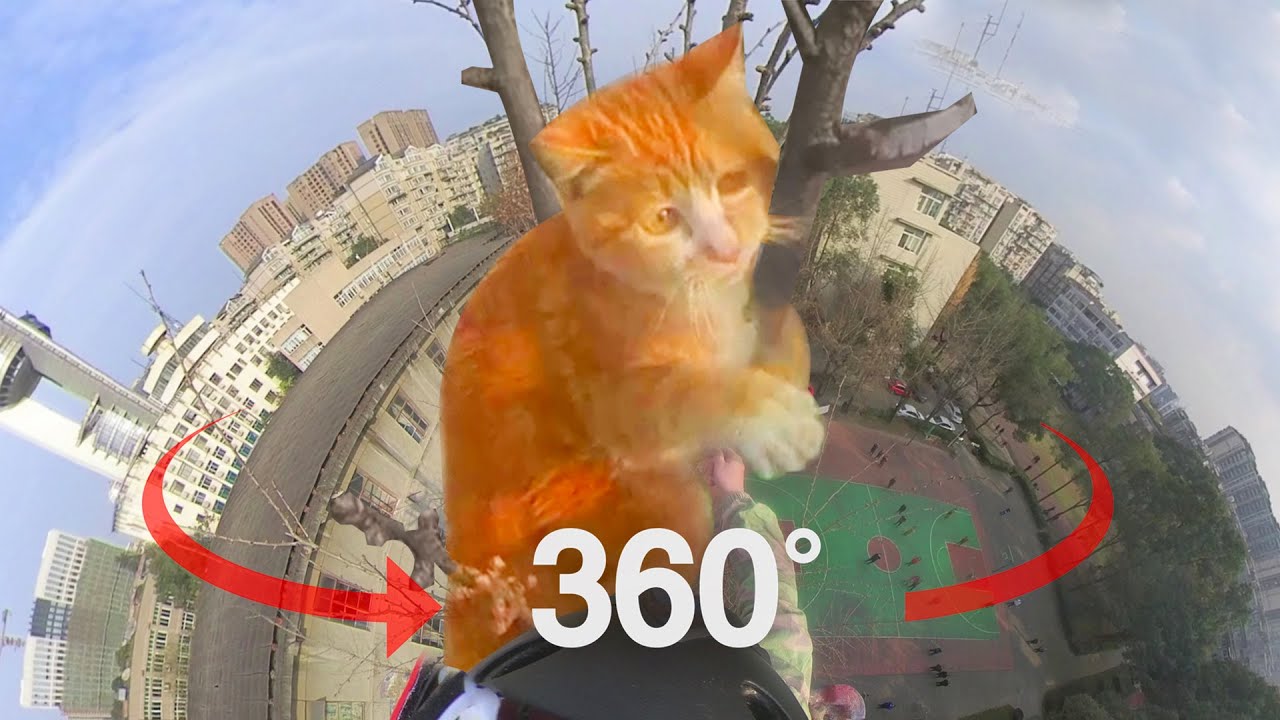 【和貓住】360°VR全景救援現場！營救被困於20米樹頂近一周的黏人貓咪！