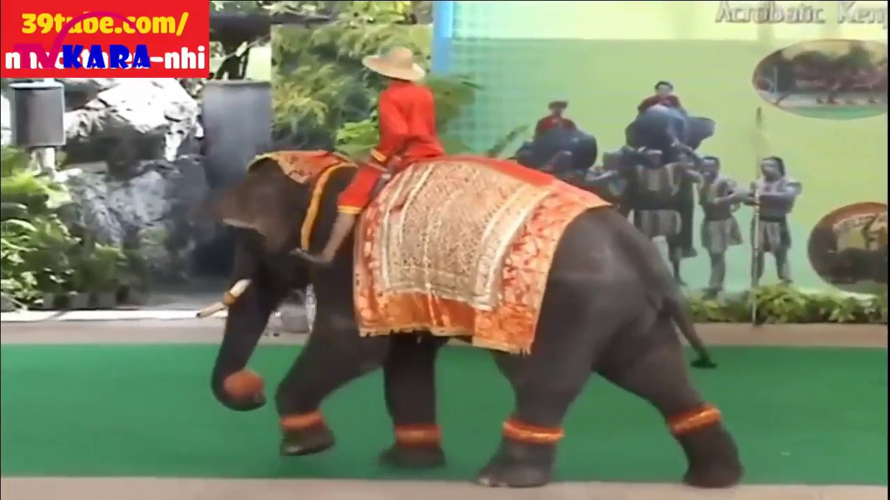 Elephant Show | Circus Amazing Talent Magic Show. Parrot, Elephant, Monkey, Dog, Cat, Dolphins