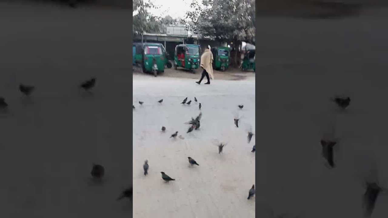 পাখির ডাকে সকালের স্নিগ্ধতা 