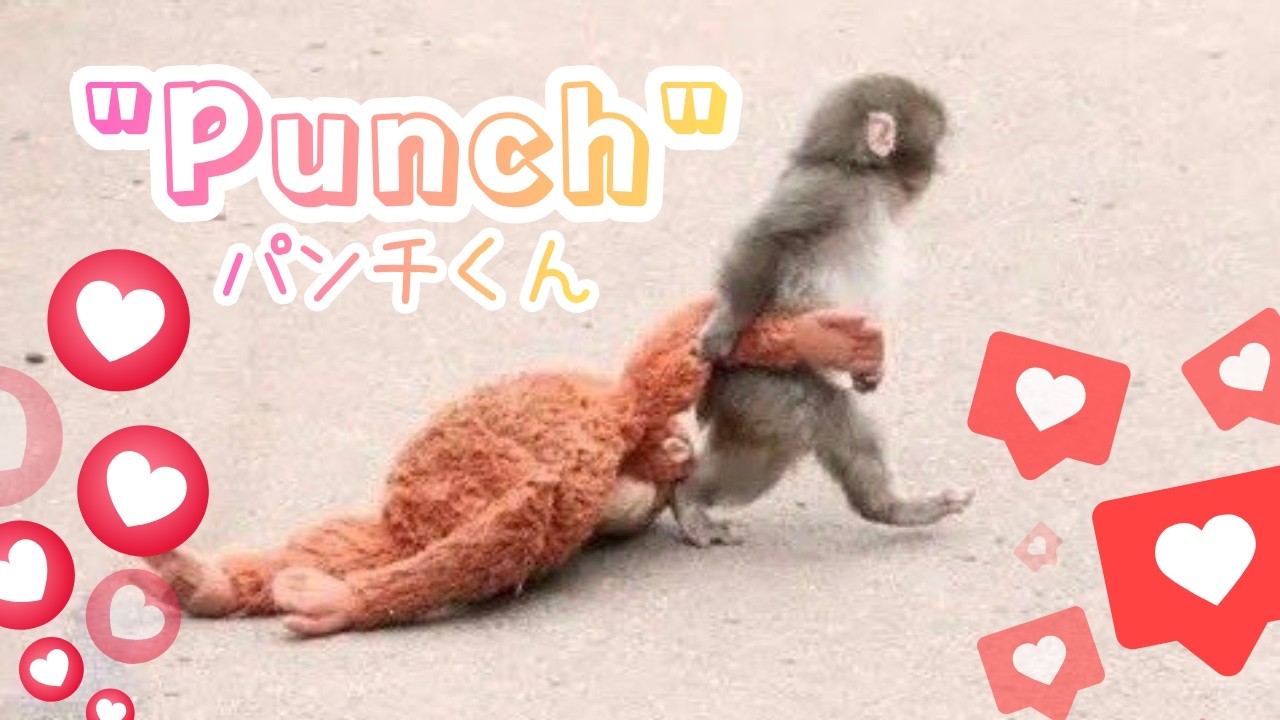 internet loves this monkey