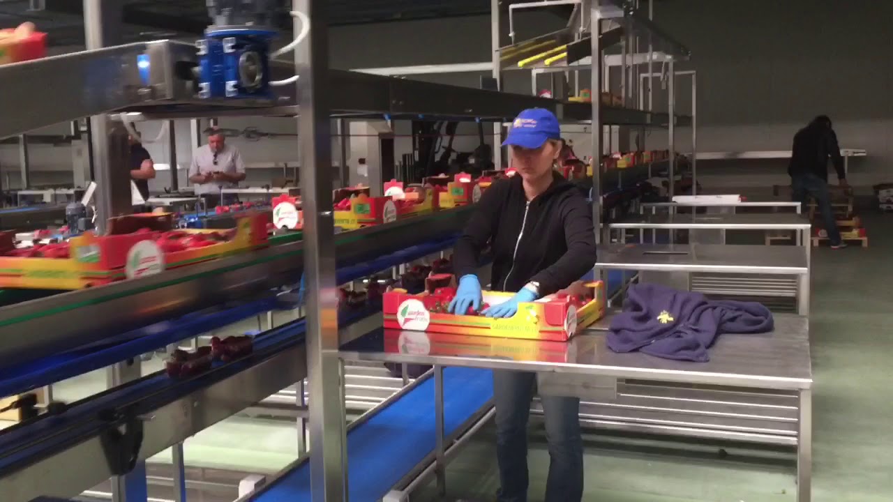 Impianto manipolazione piccoli frutti