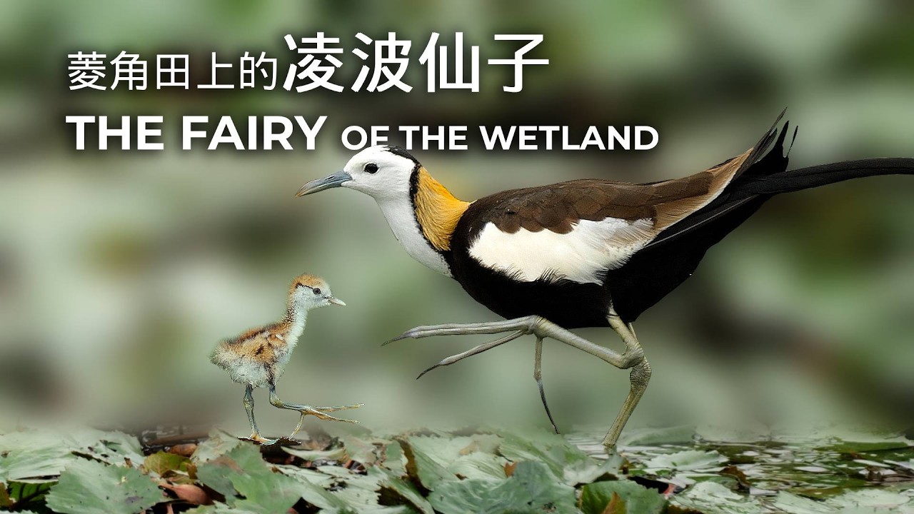 水雉—菱角田上的凌波仙子｜The Fairy of the Wetland: Life in Taiwan’s Water Caltrop Fields
