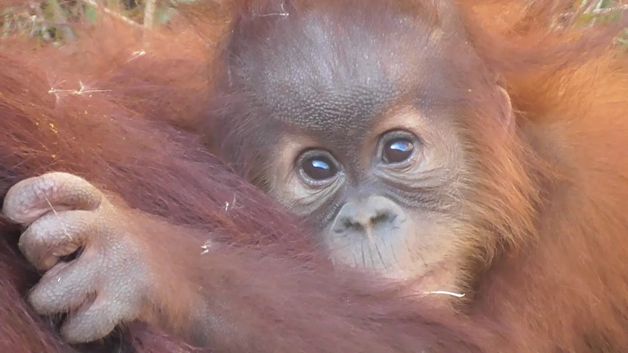 Baby Orangutan POPO 35 - 8 Months Old