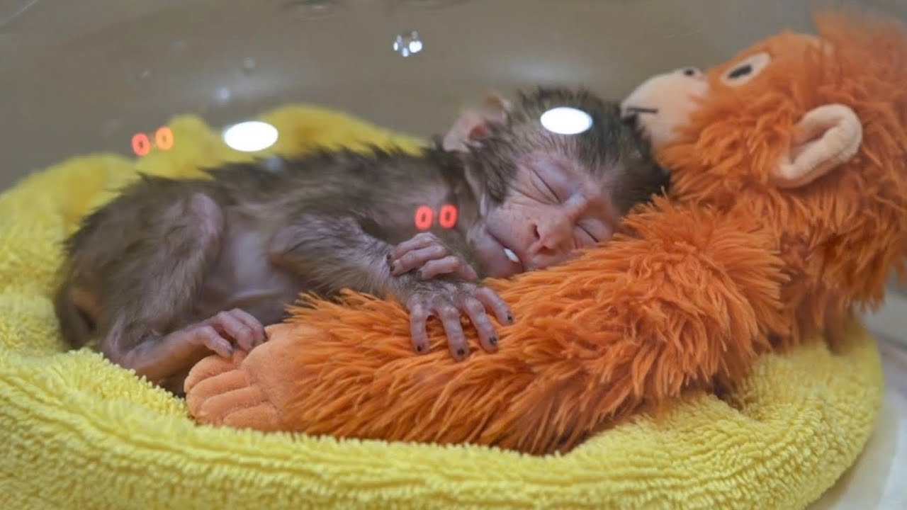 Punch the monkey was always close to and considered the plush monkey his friend.