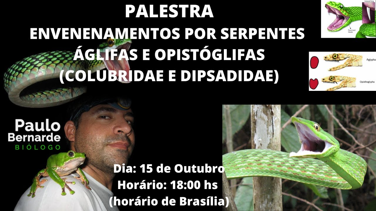 PALESTRA ENVENENAMENTOS POR SERPENTES &Aacute;GLIFAS E OPIST&Oacute;GLIFAS (COLUBRIDAE E DIPSADIDAE) - 15/10/2025