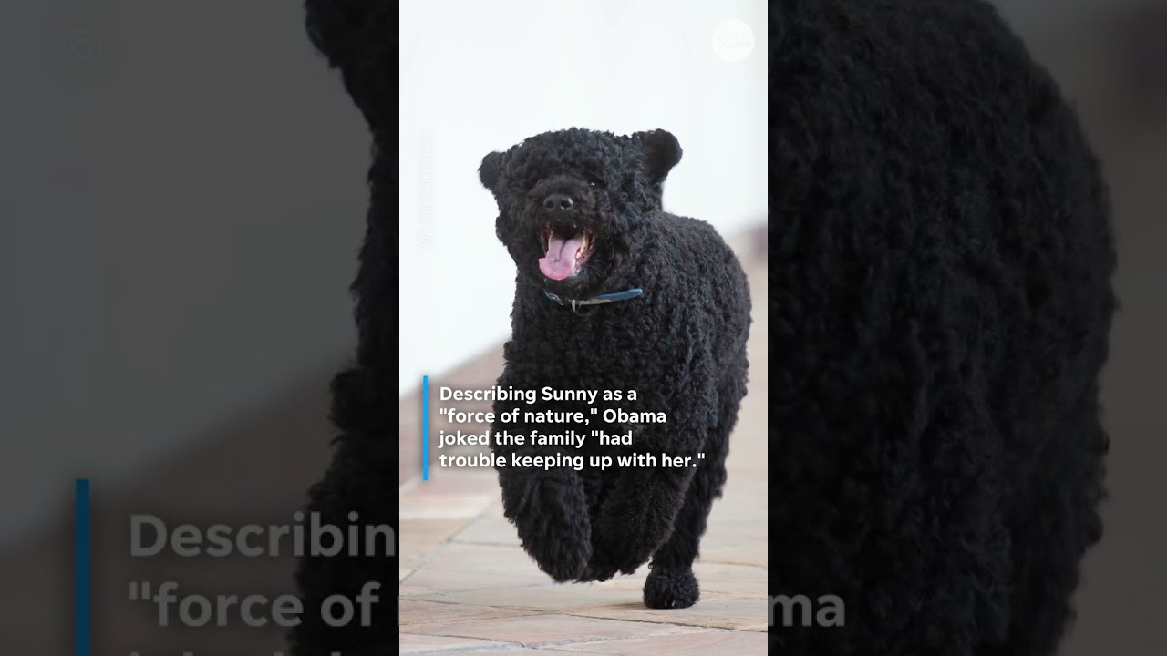 Barack and Michelle Obama's 'cherished' family dog Sunny dies at 13