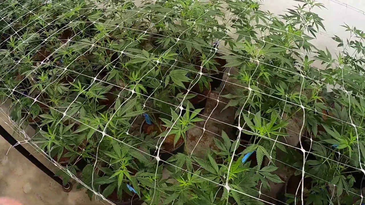 Medicropper Marijuana Grow Walkthrough 6/28/20
