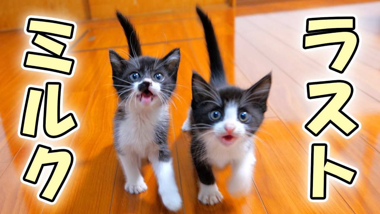 ミルク卒業の日🍼【仲良し子猫姉妹の成長記録】