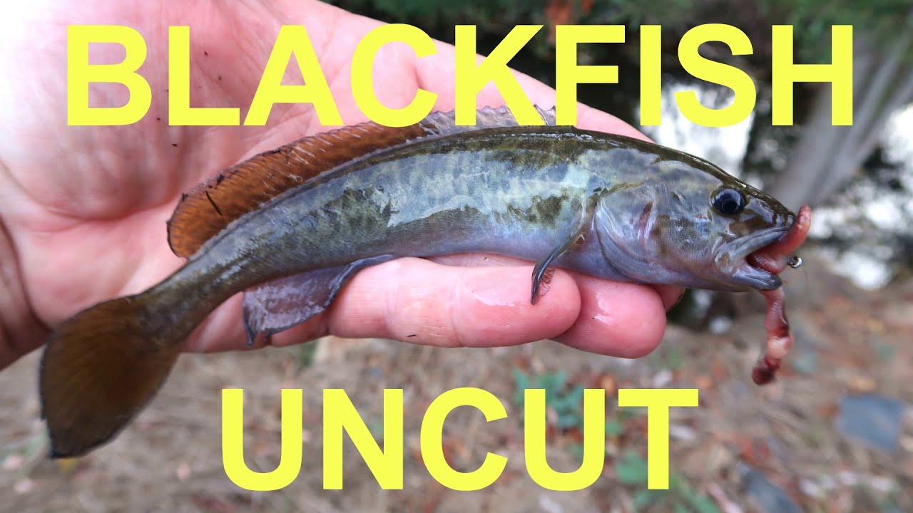 Exciting uncut fishing video fishing for blackfish