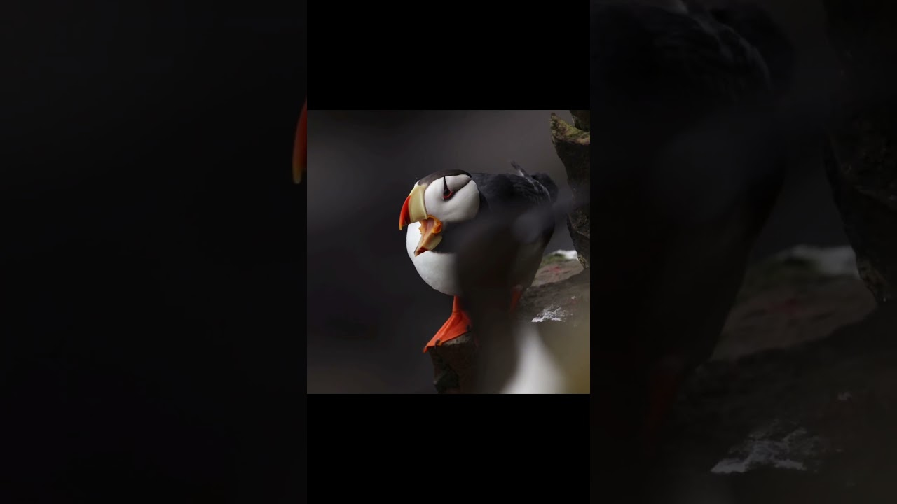 Photographing beautiful Horned Puffins! 
