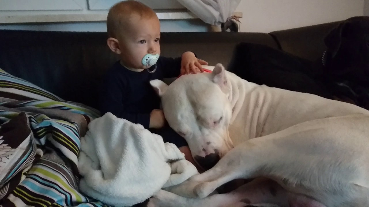 Dogo Argentino Best friend my son