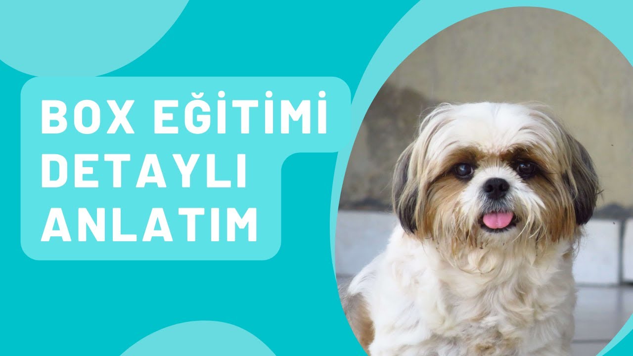 BOX, KAFES , ALAN SINIRLANDIRMA EĞİTİMİ NEDEN ÖNEMLİDİR? FAYDALARI NELERDİR? NERELERDE KULLANILIR?