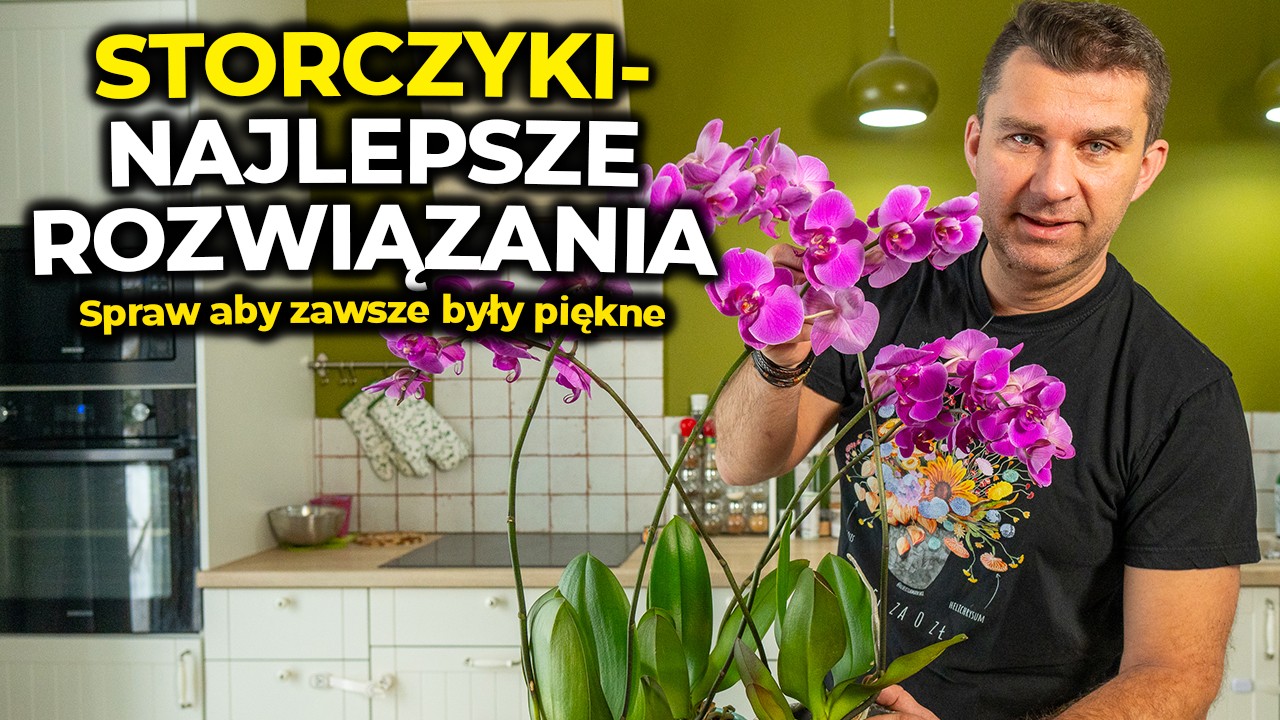 Fascynujące storczyki. Najbardziej popularna roślina w Polsce #orchid  #storczyki