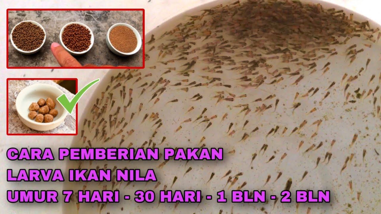 CARA PEMBERIAN PAKAN BIBIT NILA / LARVA IKAN NILA YANG BAIK DAN BENAR AGAR CEPAT BESAR