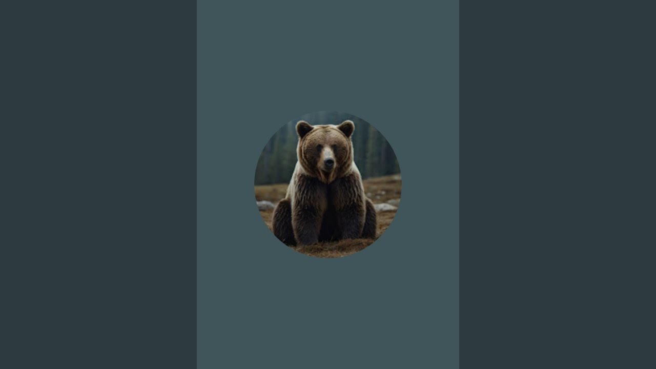 Bear überträgt einen Livestream.