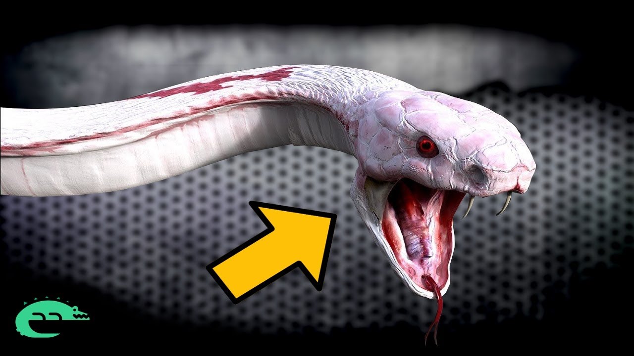 LES 10 SERPENTS les plus VENIMEUX et DANGEREUX du Monde !