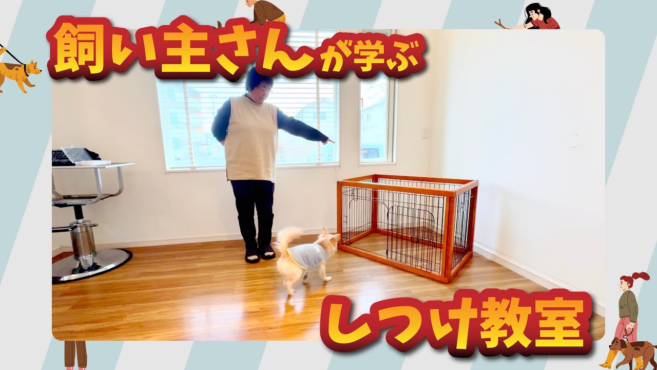 【飼い主さんが学ぶしつけ教室】チワックスのそらちゃん｜上級編・完成回