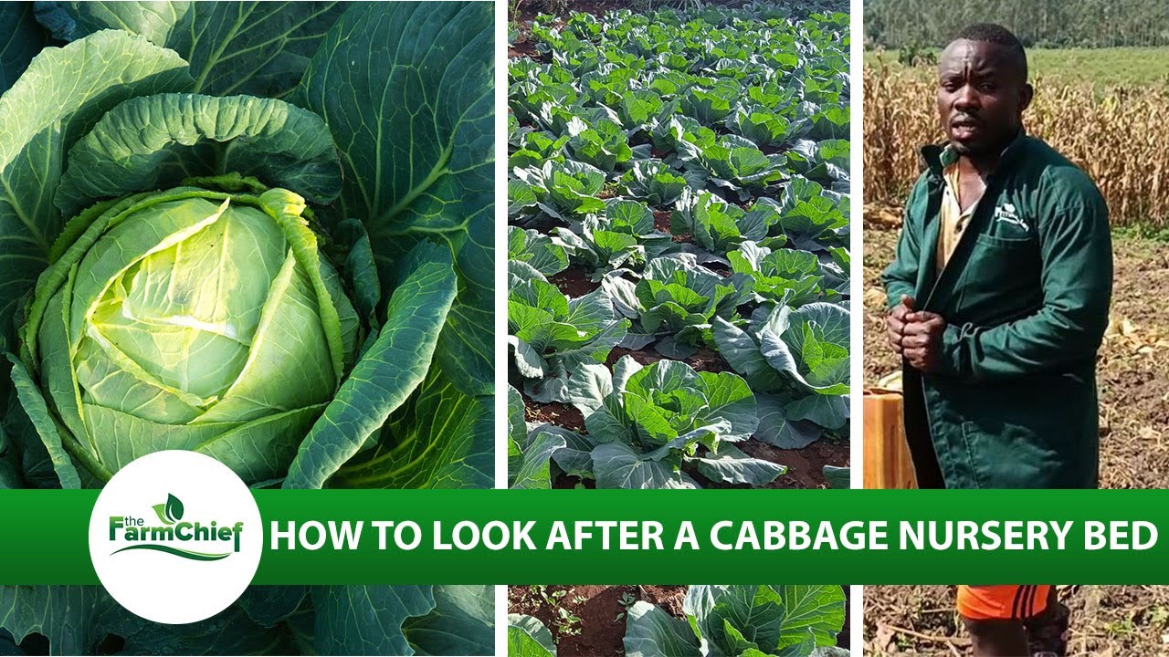 HOW DO YOU TAKE CARE OF CABBAGE PLANTS