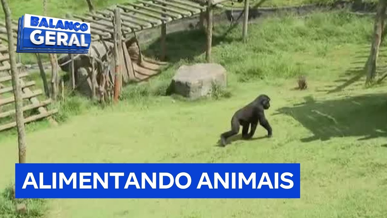 Dudu Camargo dá comida para gorilas em parque de SP
