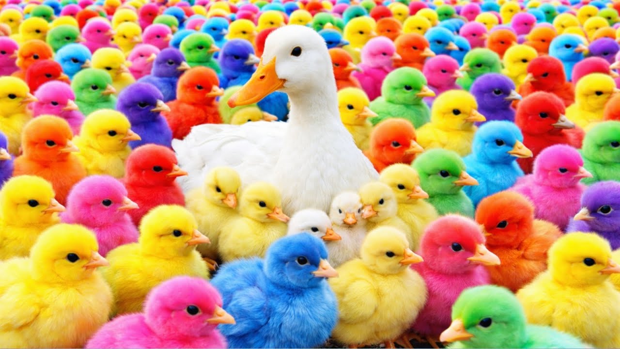 Ayam rainbow lucu, ayam warna warni, ayam rainbow, kelinci lucu, bebek lucu, hamster lucu hewan lucu