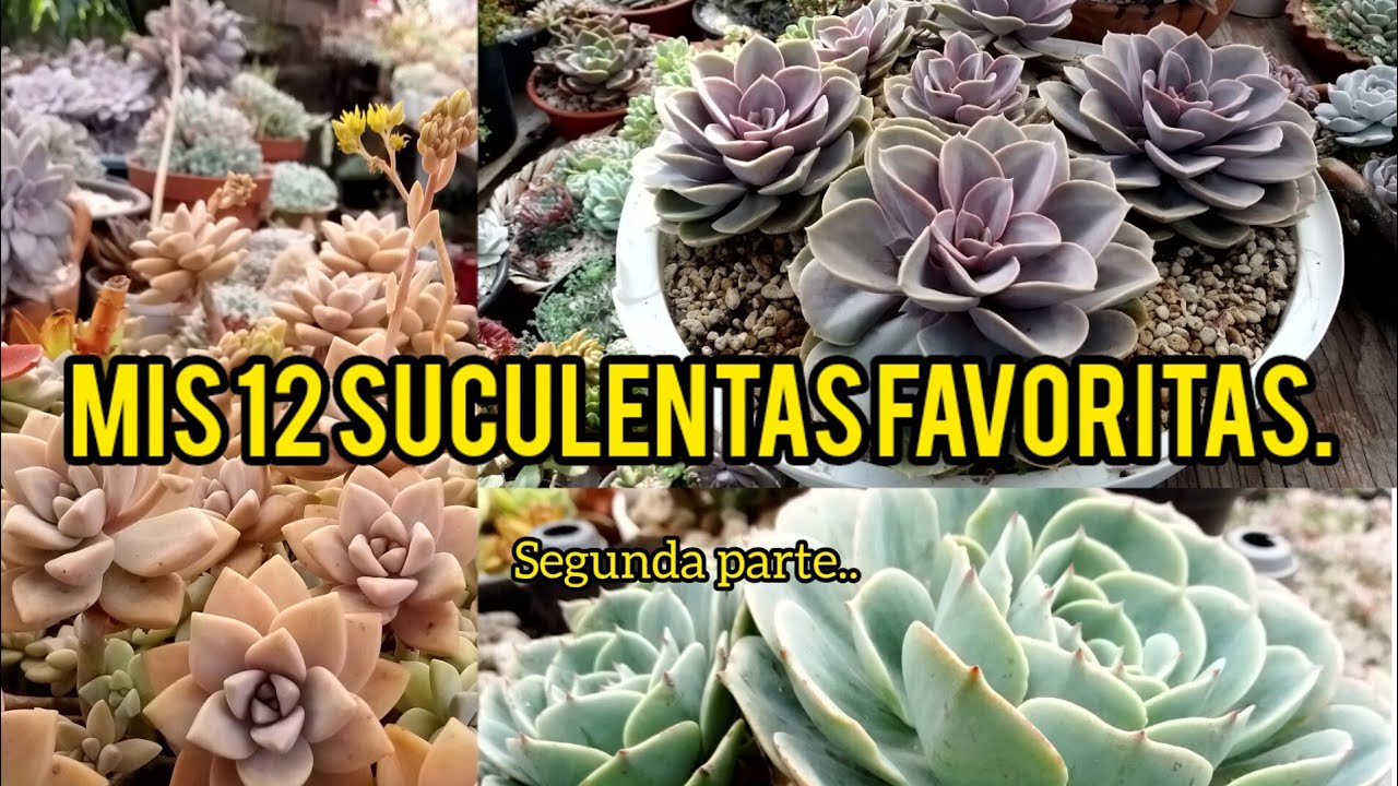 mis 12 Suculentas favoritas segunda parte. #garden #plantas #echeveria #mexico #flowers #flores