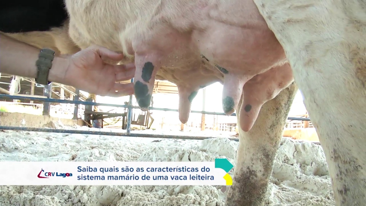 Dicas CRV Lagoa - Sistema mamário da vaca (Dica 03 de 04)
