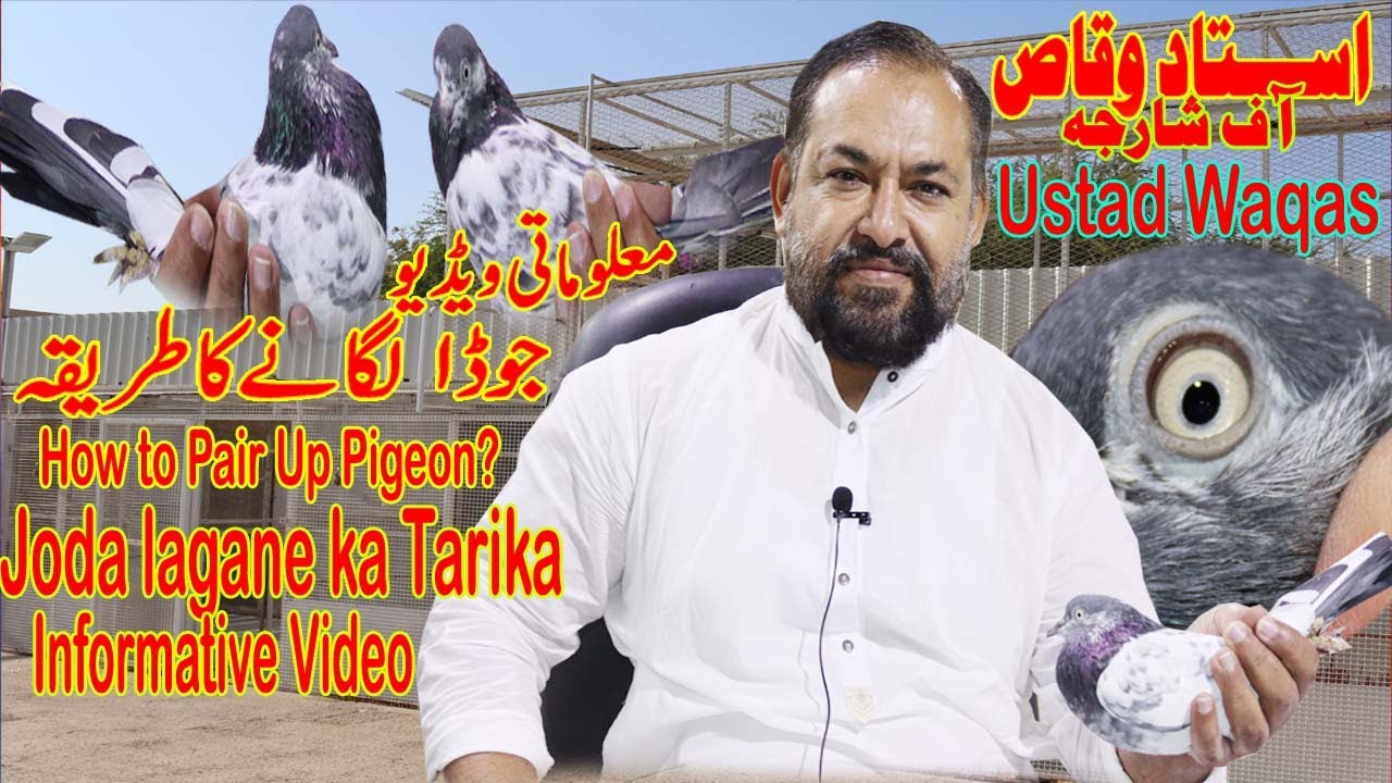 Joda lagane Ka Tariqa|Ustad Waqas|How to pair up pigeon|Breeding tips on pigeon|Informative Video|