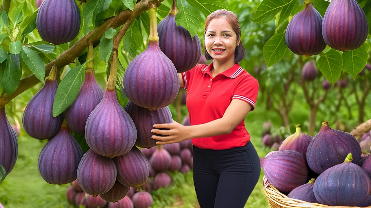 Harvesting 1000 + Giant Wild Fig Goes To Market Sell, Picking Coconut To Sell | Ella New Life