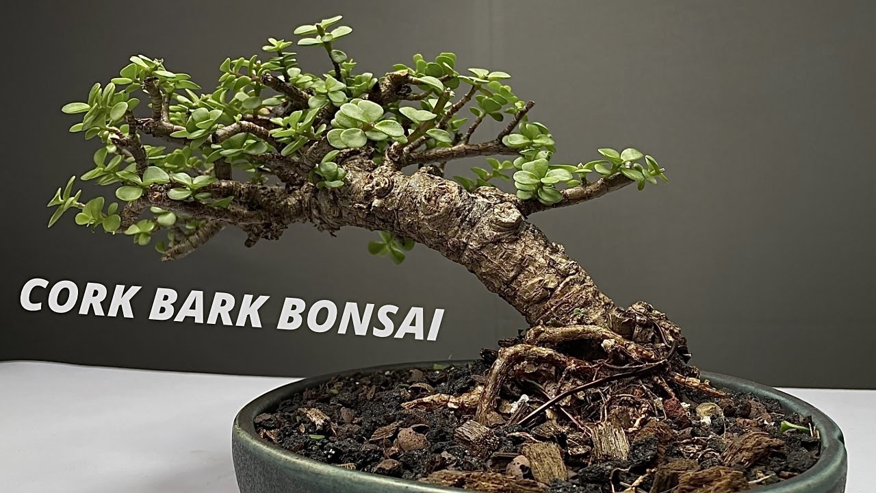 Making Cork Bark Bonsai | Dwarf Jade | Pruning | Repotting