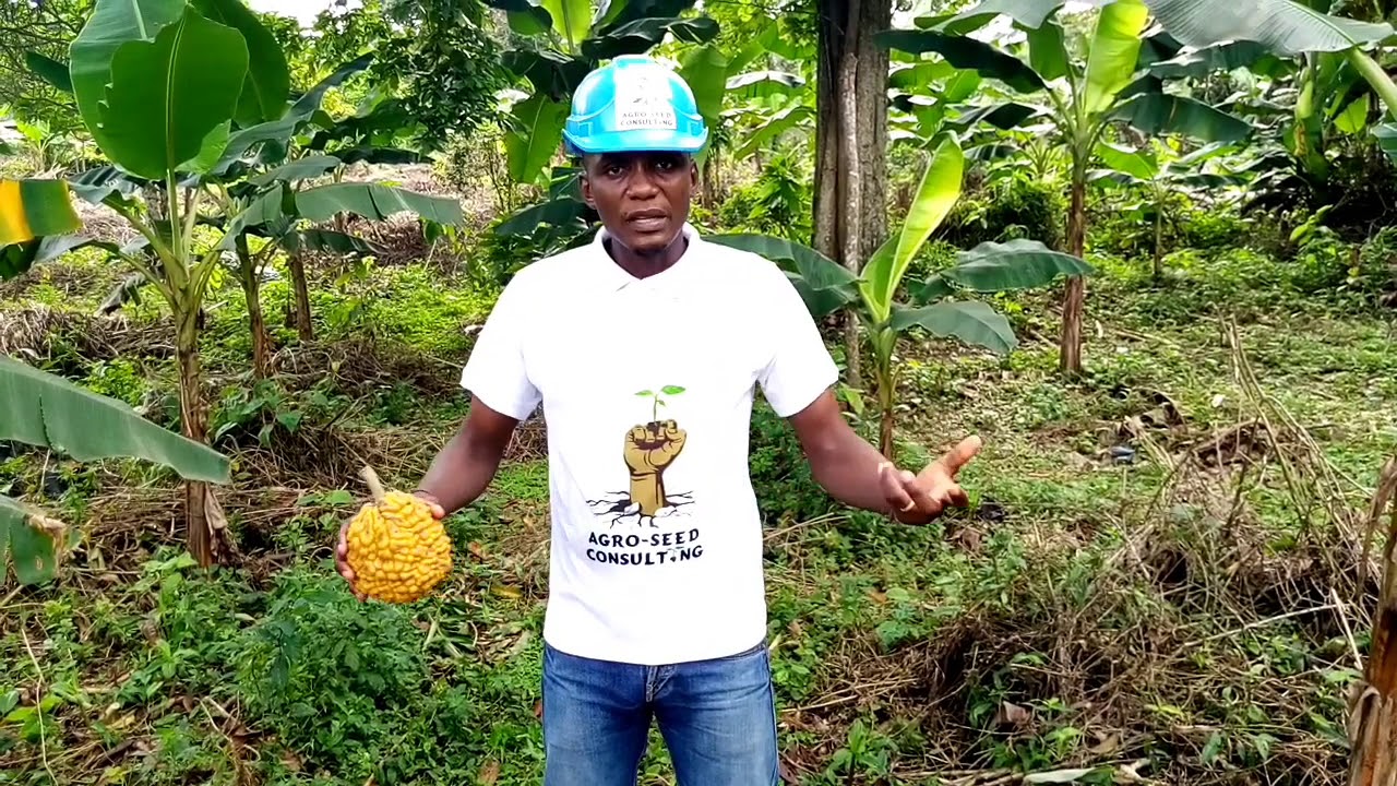 Vers quelles cultures s'orienter pour ses tout début en agriculture?