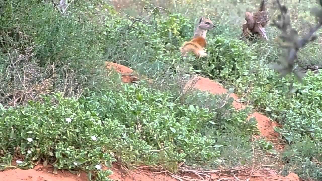 Yellow mongooses