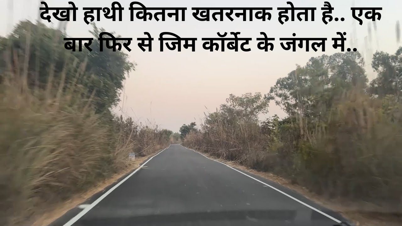 देखो हाथी कितना खतरनाक होता है.. एक बार फिर से जिम कॉर्बेट के जंगल में..
