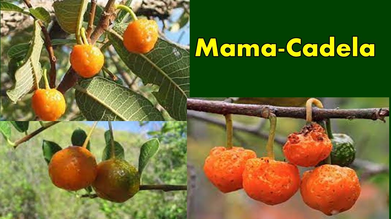Mama- Cadela Fruta Do Cerrado