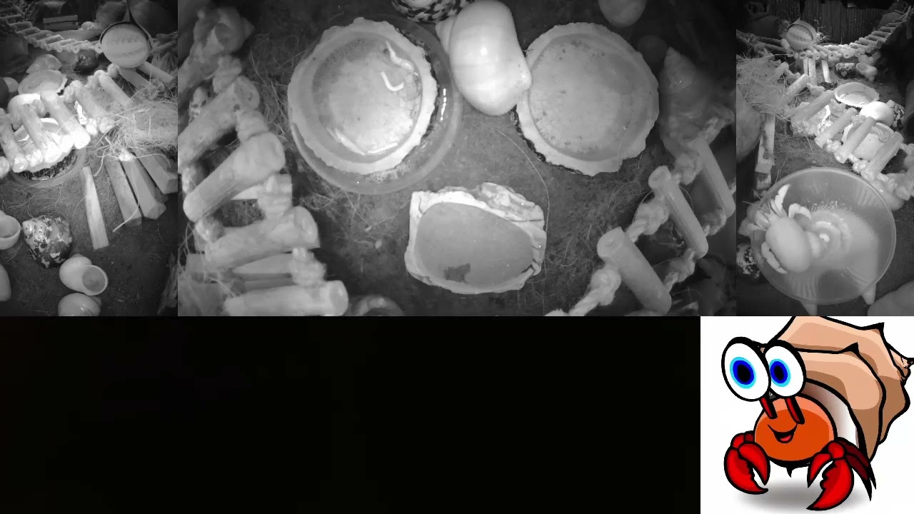Time Lapse of 24x7 Hermit Crab Live Stream Overnight January 26th - January 27th 2026 (60x)