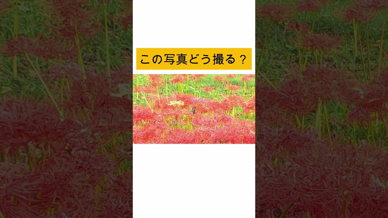 彼岸花×アゲハ蝶 