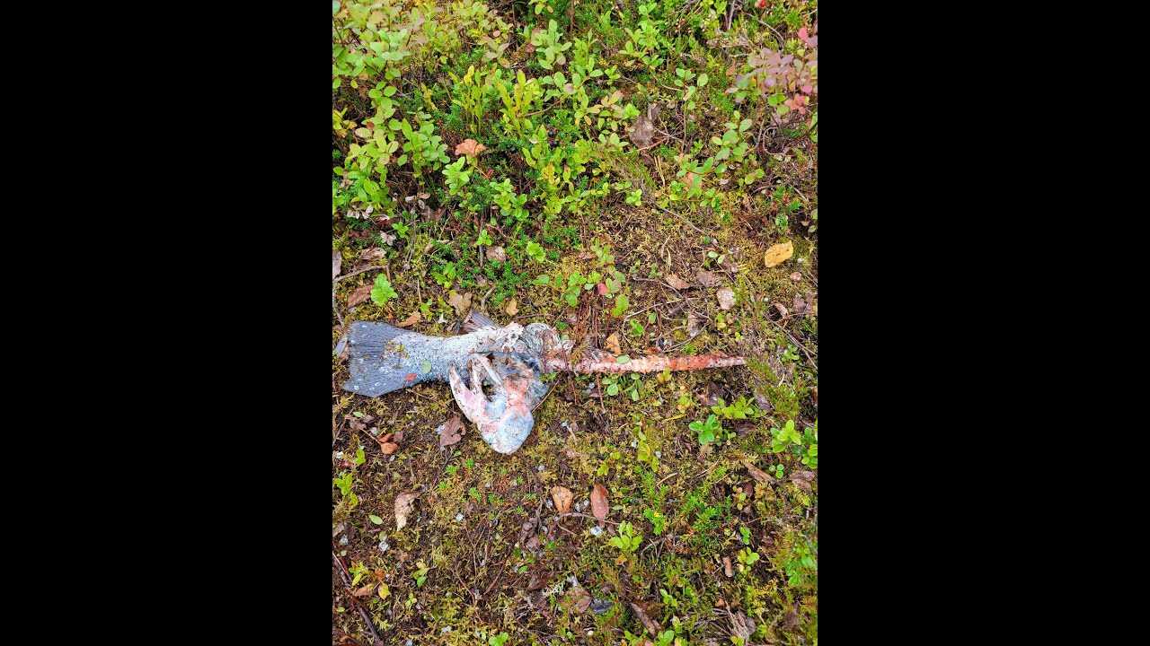 Pohjoisruotsi perhokalastus joki perhokalastuspaikka Ruotsi Kirjesån Girjesån