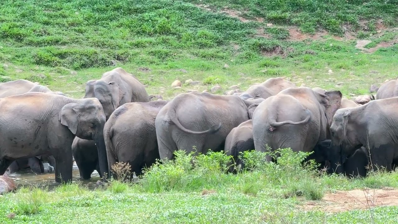 30 Wild elephants @ Anakulam, Munnar
